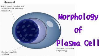 Plasma cell morphology hematology pathology pathologylab [upl. by Salot583]