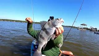 Flattie Patties after work kayakfishing flounder fishbites [upl. by Irolav]