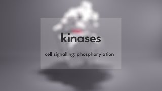 Cell signalling kinases amp phosphorylation [upl. by Ploss286]