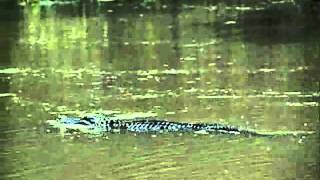 Alligator Swims Near Steel Bayou [upl. by Alyehs]