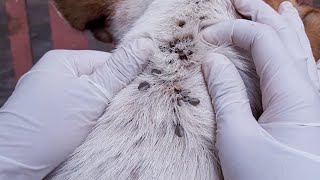 Remove Millions Giant Ticks On Poor Dog 😢 [upl. by Tavish]