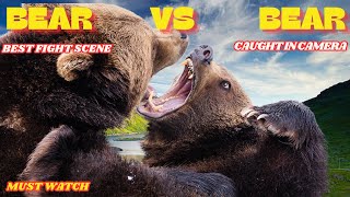 Craziest bear fight  bear vs bear  bear brutal fight [upl. by Haramat]