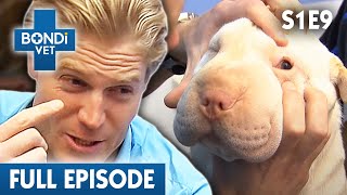 Puffy Face Dog is Nearly Blind 🐶  Bondi Vet Season 1 Ep9  Bondi Vet Full Episodes  Bondi Vet [upl. by Anirdna]