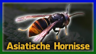 Gefahr für Bienen Asiatische Hornisse in Deutschland [upl. by Norak513]