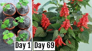 How to Grow amp Care Salvias in Pots  Seedlings to Flowering [upl. by Aigil]