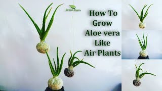 How To Grow Aloe vera Like Air plants  Aloe vera Growing in Your Own StyleGREEN PLANTS [upl. by Taggart665]