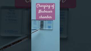 Charging of Neubauer chamber medicalpractice physiology hematology RBC WBC [upl. by Arotak]