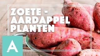 Zoete aardappel planten  Grow Cook Eat 21 [upl. by Ennyleuqcaj]