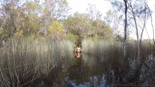 Croc attack in Lake Mckenzie Queensland Australia in1080p gopro HD [upl. by Timothee]