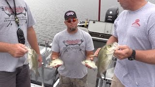 White Bass fishing tips for fast Summer action [upl. by Trixy]