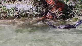 CORMORANO ADULTO nel momento della caccia alle trote e ne CATTURA una sul TORRENTE LENO TRENTINO [upl. by Nauqahs]