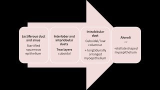 Histology of the breast [upl. by Corella]