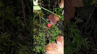 🍄SCARLET WAXCAP🍄hygrocybe coccinea [upl. by Urbanus]