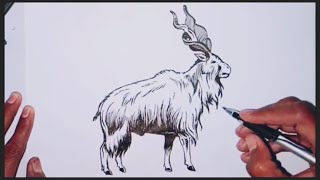 How to draw a Markhor for beginnersEasy drawing easydrawing learndrawingtricks8439 [upl. by Eirot]