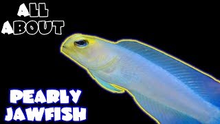 All About The Yellow Head Jawfish or Pearly Jawfish [upl. by Alleen]