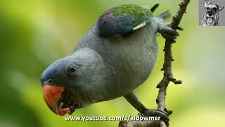 Wild Male BLUERUMPED PARROT Singapore [upl. by Ailemac]