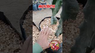 💥💥QUÉ ES EL MULCH❓pitayas jardin pitahaya pitahayafruit tropicalfruit tips plants mulch [upl. by Aydni]