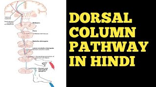 Dorsal Column Pathway In Hindi cnsphysiology physiologynervoussystem neurology Doctors Corner [upl. by Tricia]