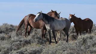 Wild Horses of the Sand Wash Basin Raw Video 7192018 [upl. by Llenehs]