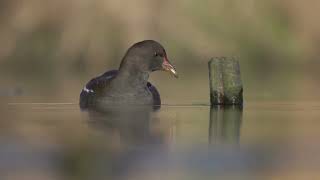 Beautiful Common Moorhen [upl. by Eada]