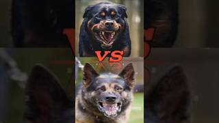 jurman shepherd vs rotwiller cane corso kangal dogo argentina Tibetan mastiff most dangerous dog [upl. by Yelich]