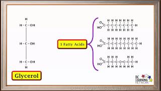 WCLN  Synthesis and hydrolysis of fats  Biology [upl. by Intyre]