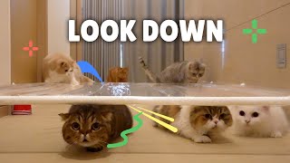 Funny Cat Crawl Challenge [upl. by Atik831]