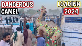 Camel loading  camel mandi lahore  camel video [upl. by Hagerman]