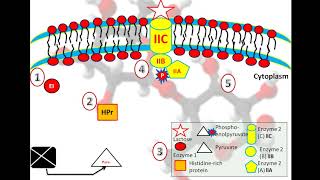 Lactose transfer in lactic acid bacteria via PEPPTSystem [upl. by Aihsenat]