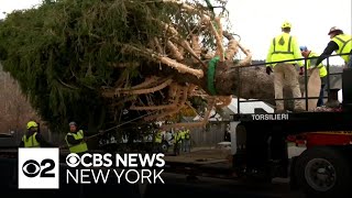 Rockefeller Center Christmas tree cut down in Massachusetts [upl. by Nerta]