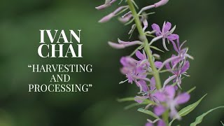 Ivan Chai quotHarvesting and Processingquot by AN SHIM TEA [upl. by Kingston]