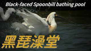 黑琵澡堂4KBlackfaced Spoonbill bathing pool [upl. by Oby]