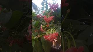 Ragoon creeper plant in my society art garden plants [upl. by Canning]