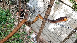 Rescuing a Venomous Boomslang before it gets SHOT [upl. by Punak]