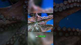 The Intriguing Mating Rituals of Octopuses A Colorful and Cautious Courtship [upl. by Martella]