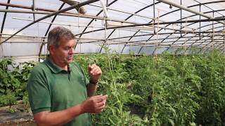 COMMENT TUTEURER LES TOMATES  SERRES NATURAL [upl. by Nois]