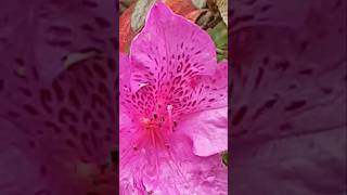 철쭉 Royal Azalea Rhododendron schlippenbachii 꽃말은 줄기찬 번영 garden flowers beautiful cute 꽃 [upl. by Latreshia]