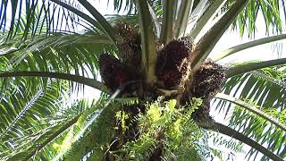 Malaysian Palm Oil  From Tree to Table Part 1 [upl. by Enovi767]