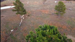 Drone farm tour kiko goats livestock [upl. by Bili39]