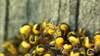 Gartenkreuzspinnenbabies Garden Orb Weaver Spiderlings Araneus diadematus [upl. by Refinney]