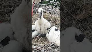 baby storks drone big zoom shorts babystorks babystorksbigzoom [upl. by Erodeht]