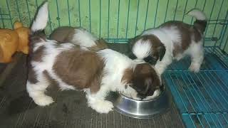 soft shih tzu female and male puppy  viral [upl. by Hardman]