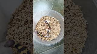 Baby Geckos New Hatched [upl. by Binni]