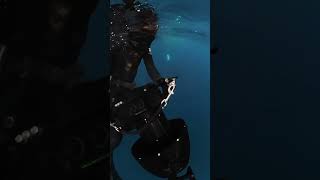 Blue Sharks Coming From All Directions shark sharks sharkdiving blueshark [upl. by Omarr]