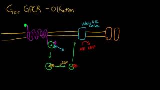 GPCRs in Olfaction Golf [upl. by Edlun652]