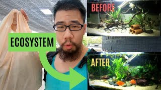 Building an ECOSYSTEM aquarium [upl. by Naga]