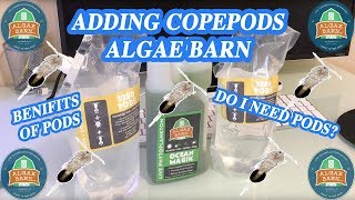 ALGAE BARN Copepods OPEN BOX [upl. by Amsirp]