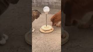 Short funny animals videos 2024 cuteanimlscat funnyanimals cute funny funnypets catlover [upl. by Ellierim632]