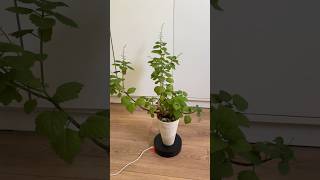 Цветение каудексного Плектрантуса  Flowering of Caudex Plectranthus [upl. by Ahsinyt]