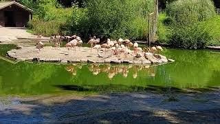 Flamingo Flamingo land Beautiful Flamingo [upl. by Emyam]